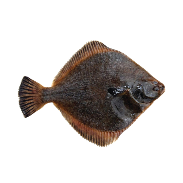 New Zealand Sand Flounder WHL GUT