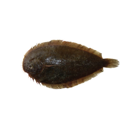 NZ Sole Whole Gutted